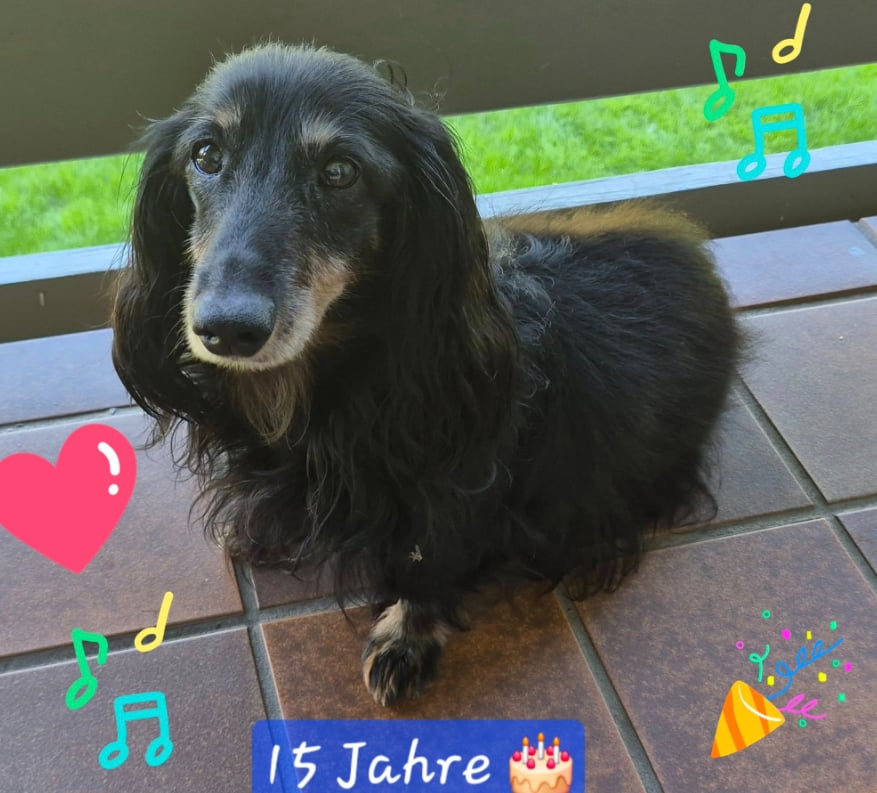 Dackel-Max-Happy-End