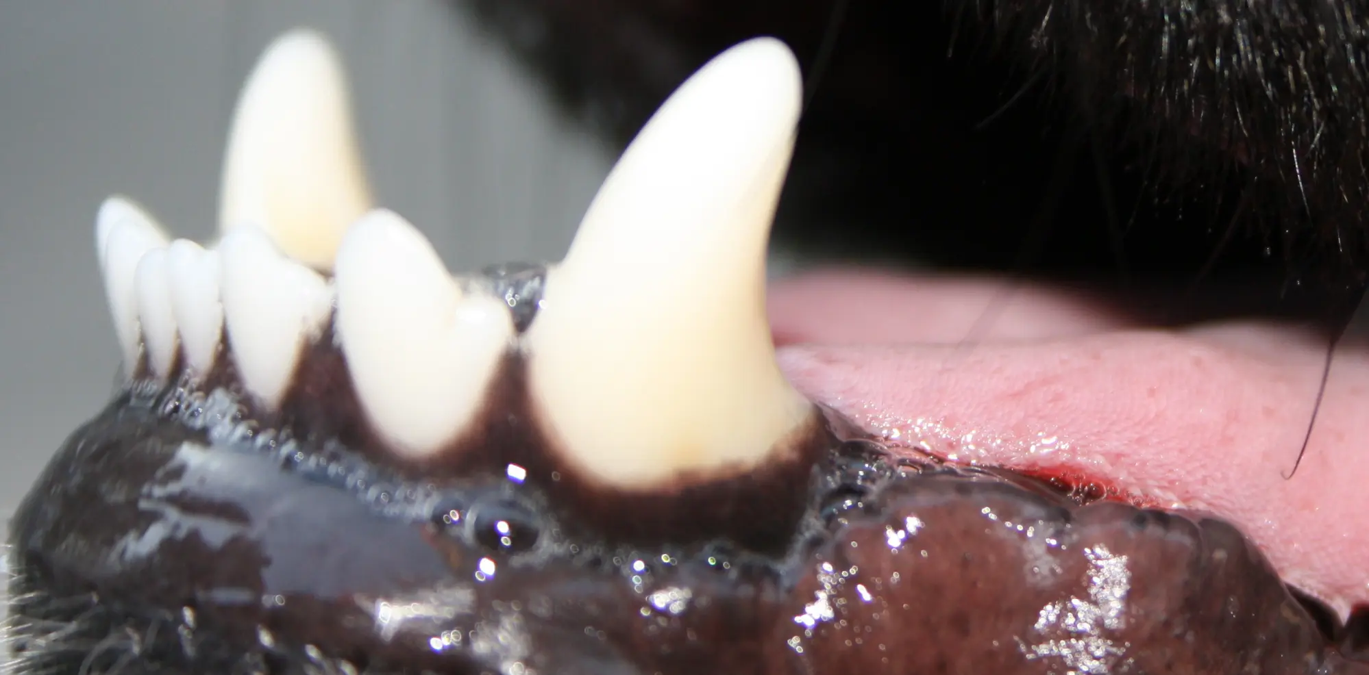 Natürliche Zahnpflege Hund