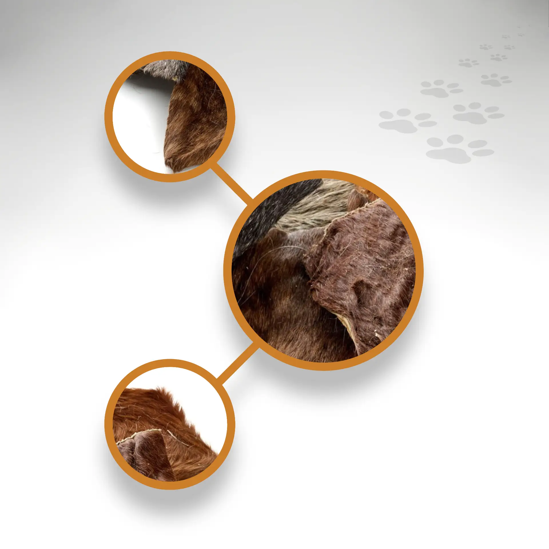 Pferde Hautplatten Details Pferde Hautplatten Detailansichten