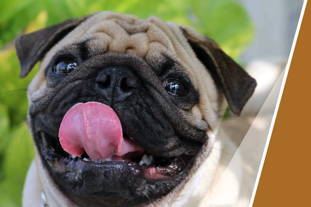 Banner purer Genuß Banner schleckender Mops