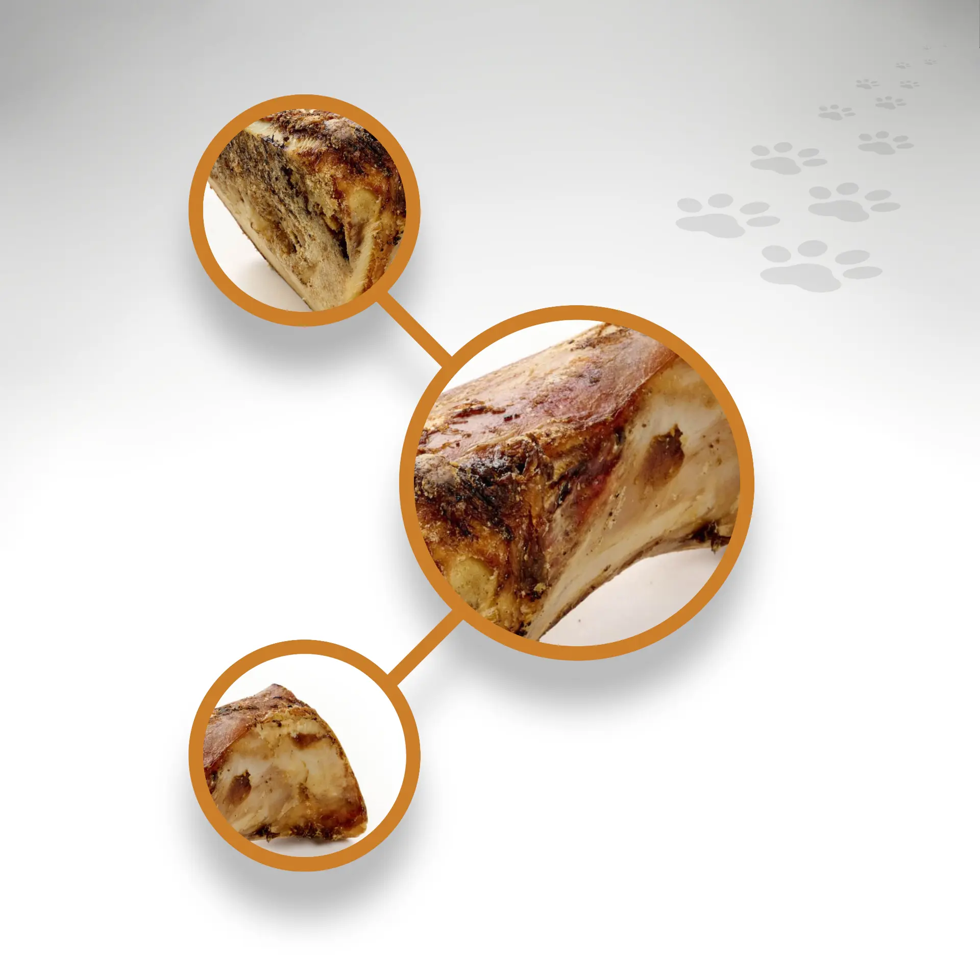 Pferde Markknochen Detailansichten Detailansichten von Markknochen Pferd