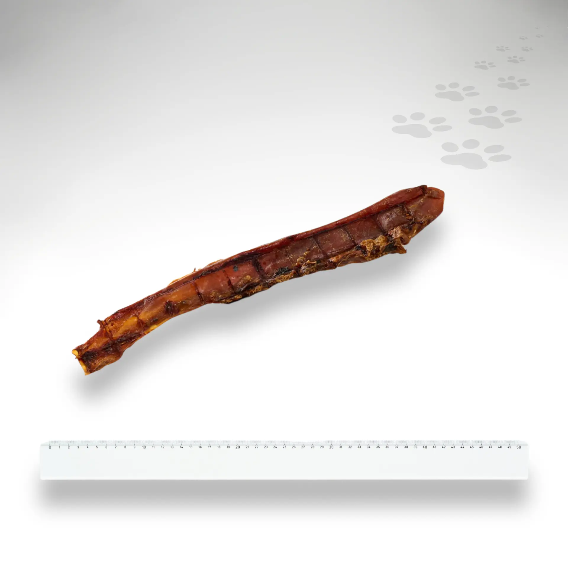 Aorta vom Pferd lang Grössenvergleich Aorta vom Pferd lang Einzelstück mit Größenvergleich