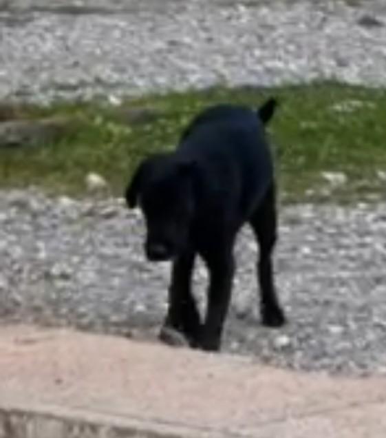 dogisfaction Kurzgeschichten: Entlaufener Hund auf der Hauptstrasse