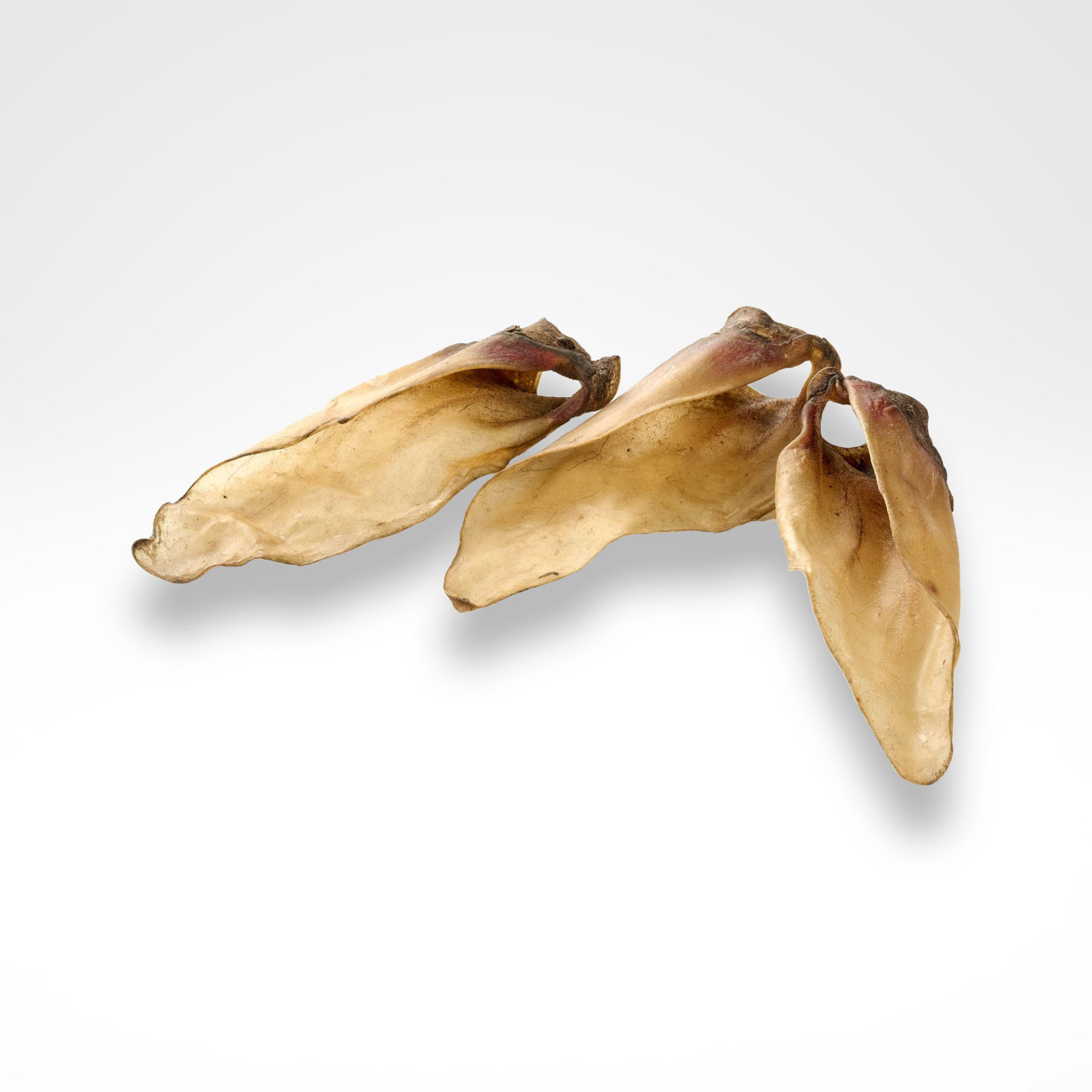 Kalbs-Ohren mit Muschelansatz - mittlere Größe Kalbs-Ohren mit Muschelansatz - mittlere Größe