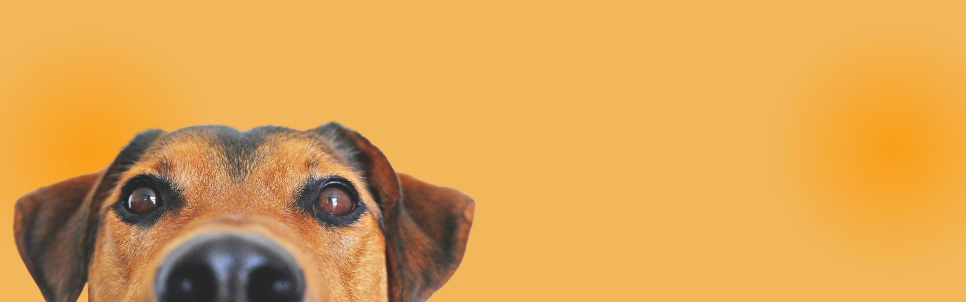 Hintergrund Banner Ochsenschwanz Hintergrund Banner Aktion Ochsenschwanz Juli