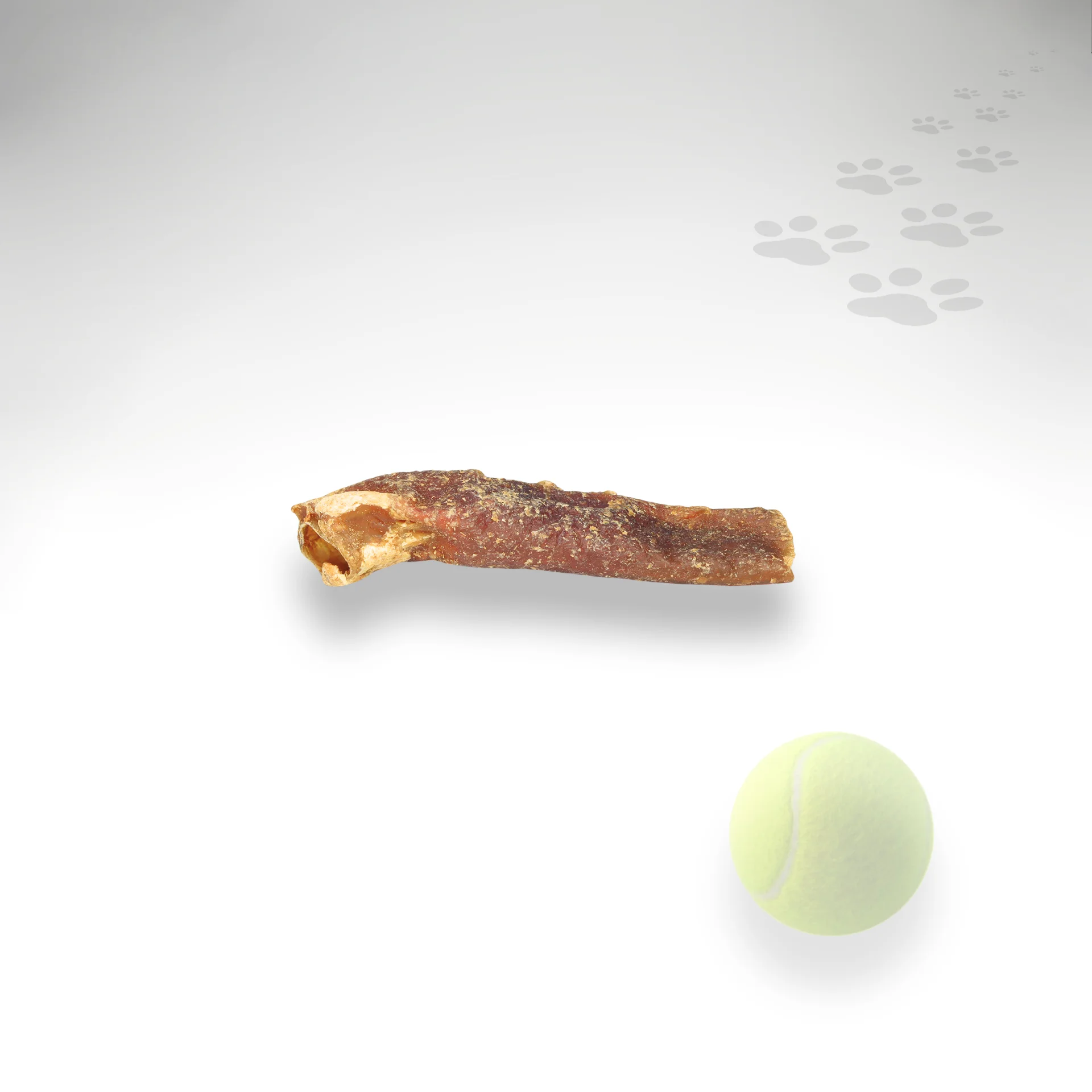 Pferdeaorta Einzelstück Einzelstück Pferdeaorta mit Größenorientierung