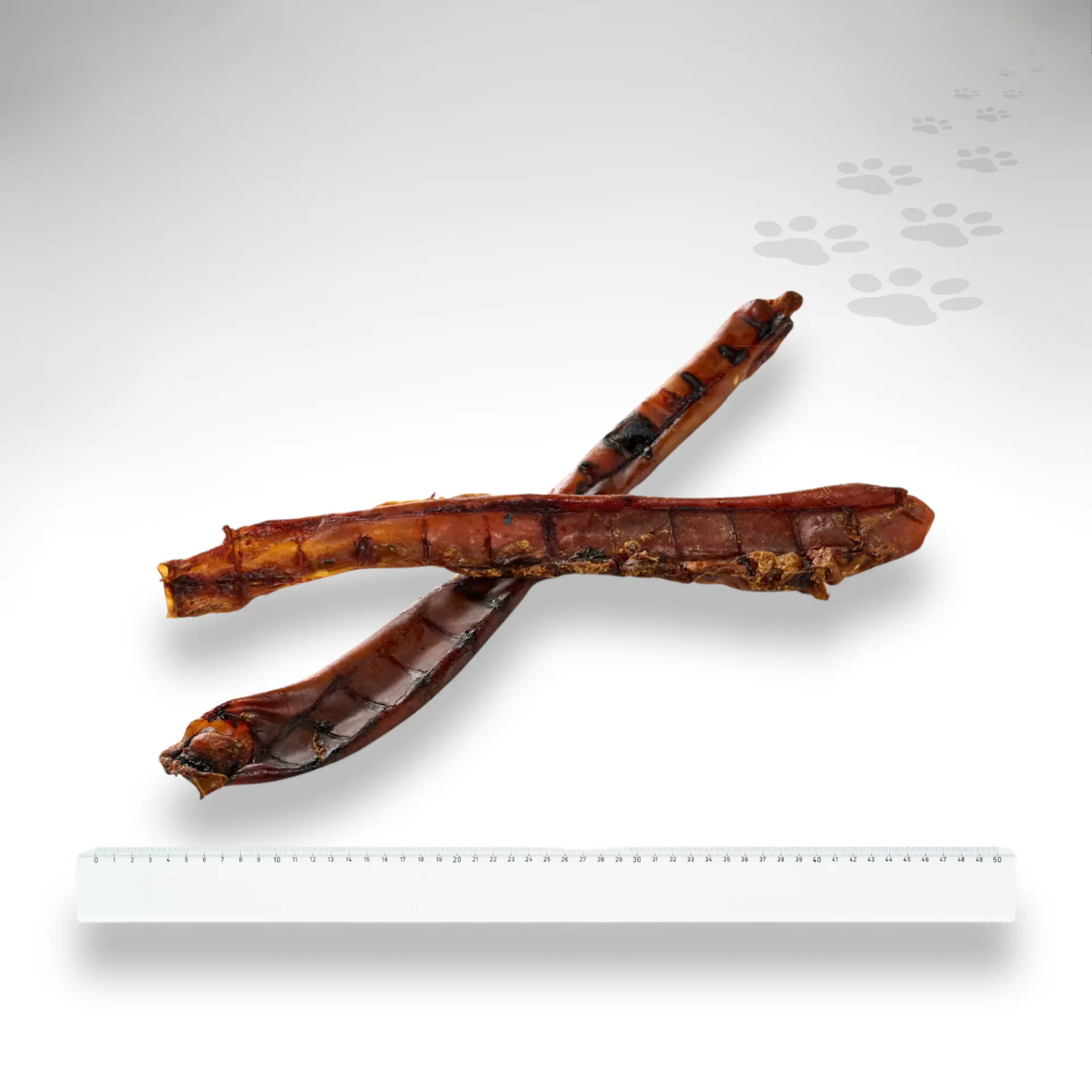 Pferdeaorta Übersicht Aorta vom Pferd als Übersicht mit Größenvergleich