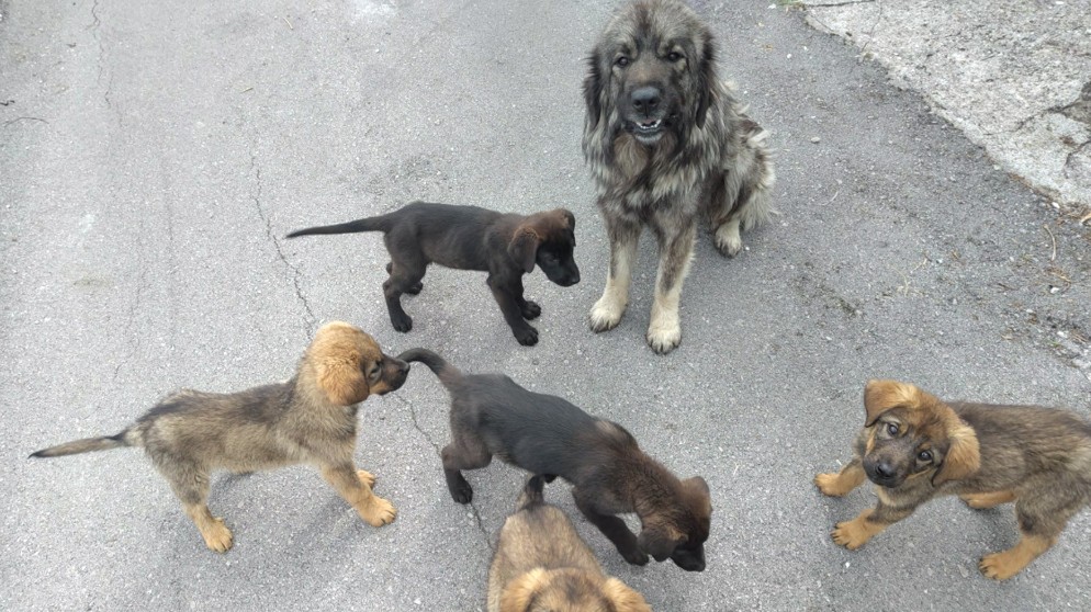 dogisfaction Kurzgeschichten: Unterstützung für Hundefamilie im Oberland Montenegros