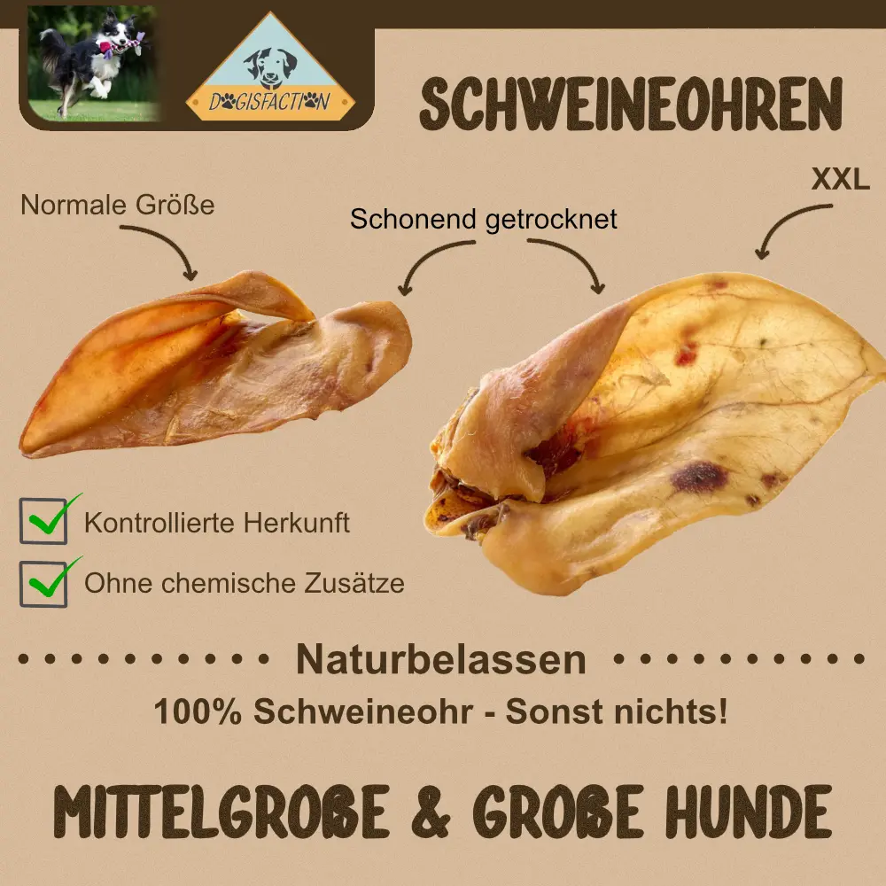 Wissenswertes zu Schweineohren als Kauartikel für Hunde