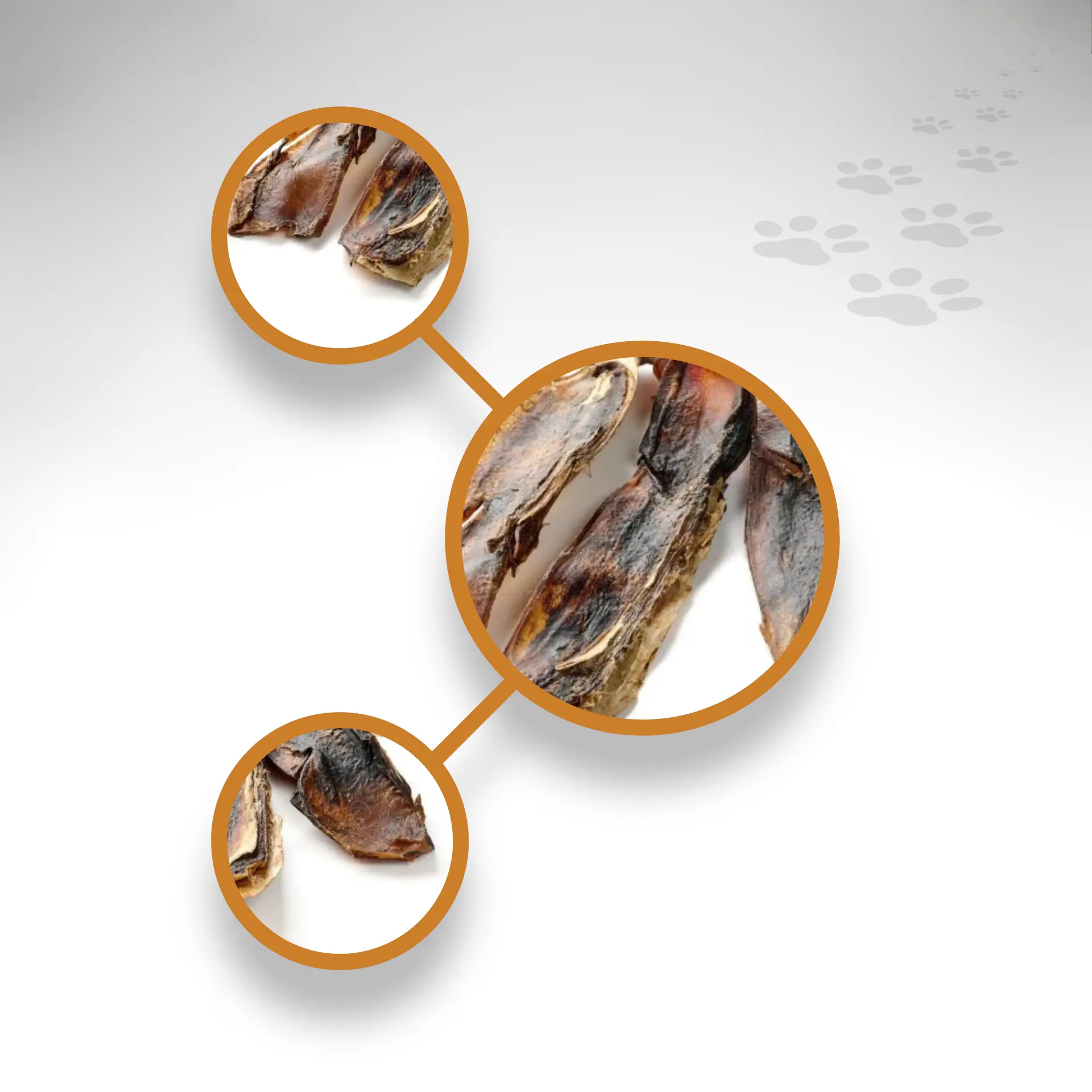 Pferde Nasenknochen Detailansicht Pferde Nasenknochen Detailansichten