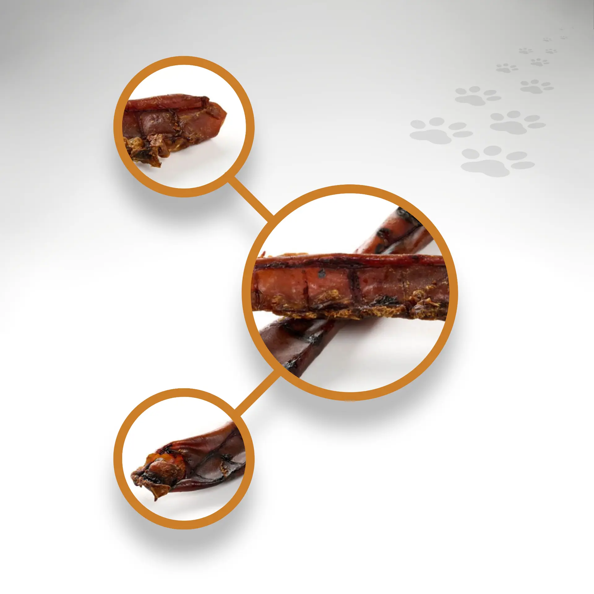 Aorta vom Pferd lang Detailansicht Aorta vom Pferd lang in verschiedenen Detailansichten