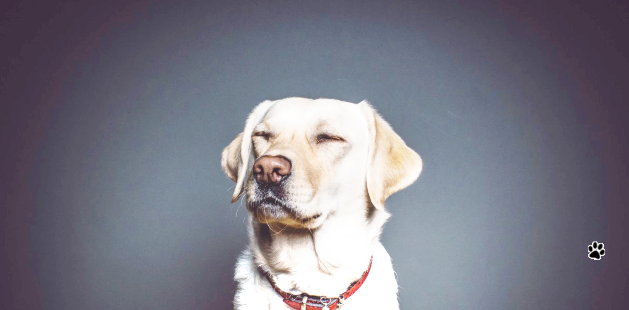 Herstellung gepuffter Schweinenasen Herstellung gepuffter Schweinenasen
