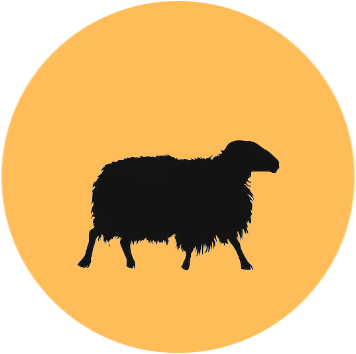 Schaf