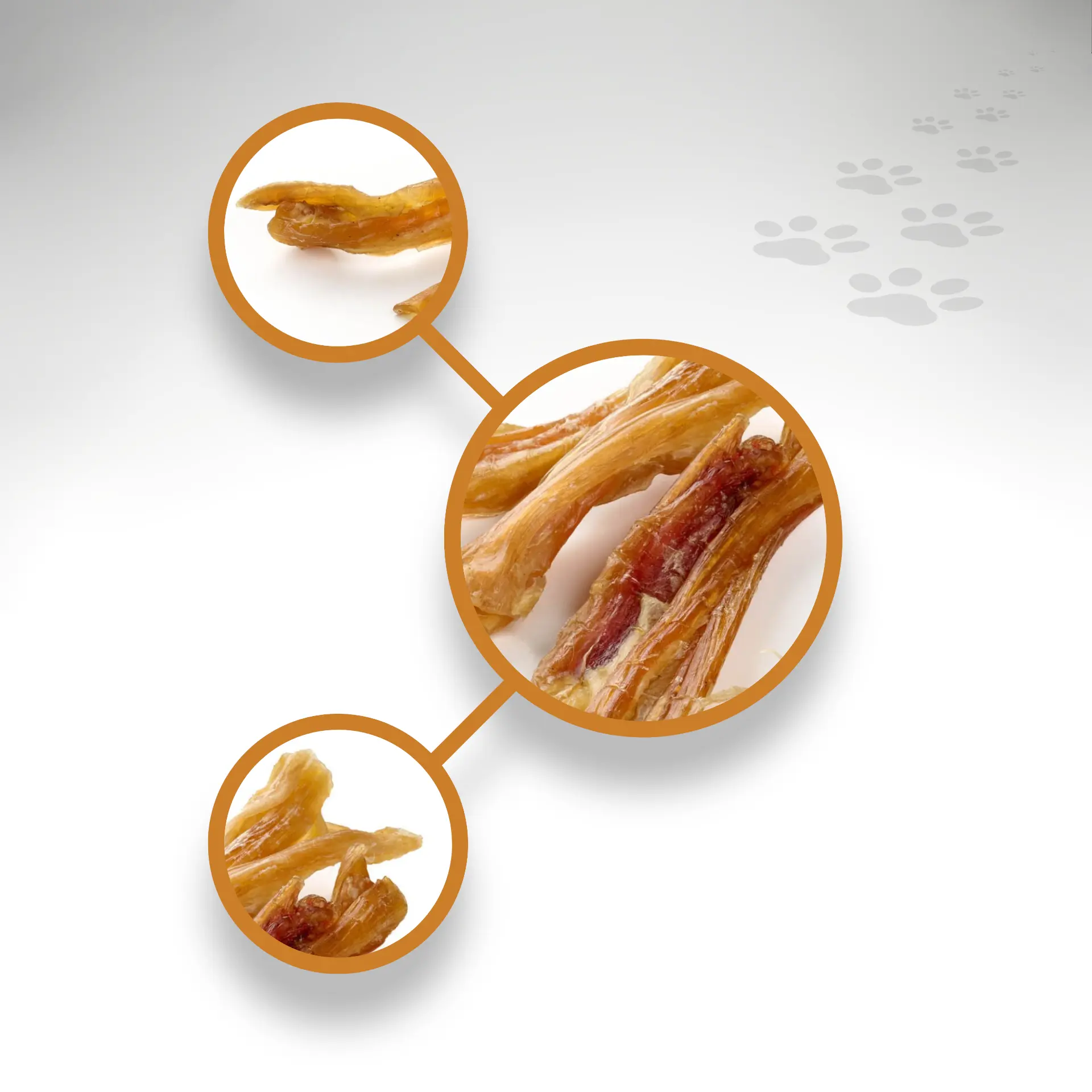 Achillessehne vom Pferd Details Achillessehne vom Pferd in Detailansicht