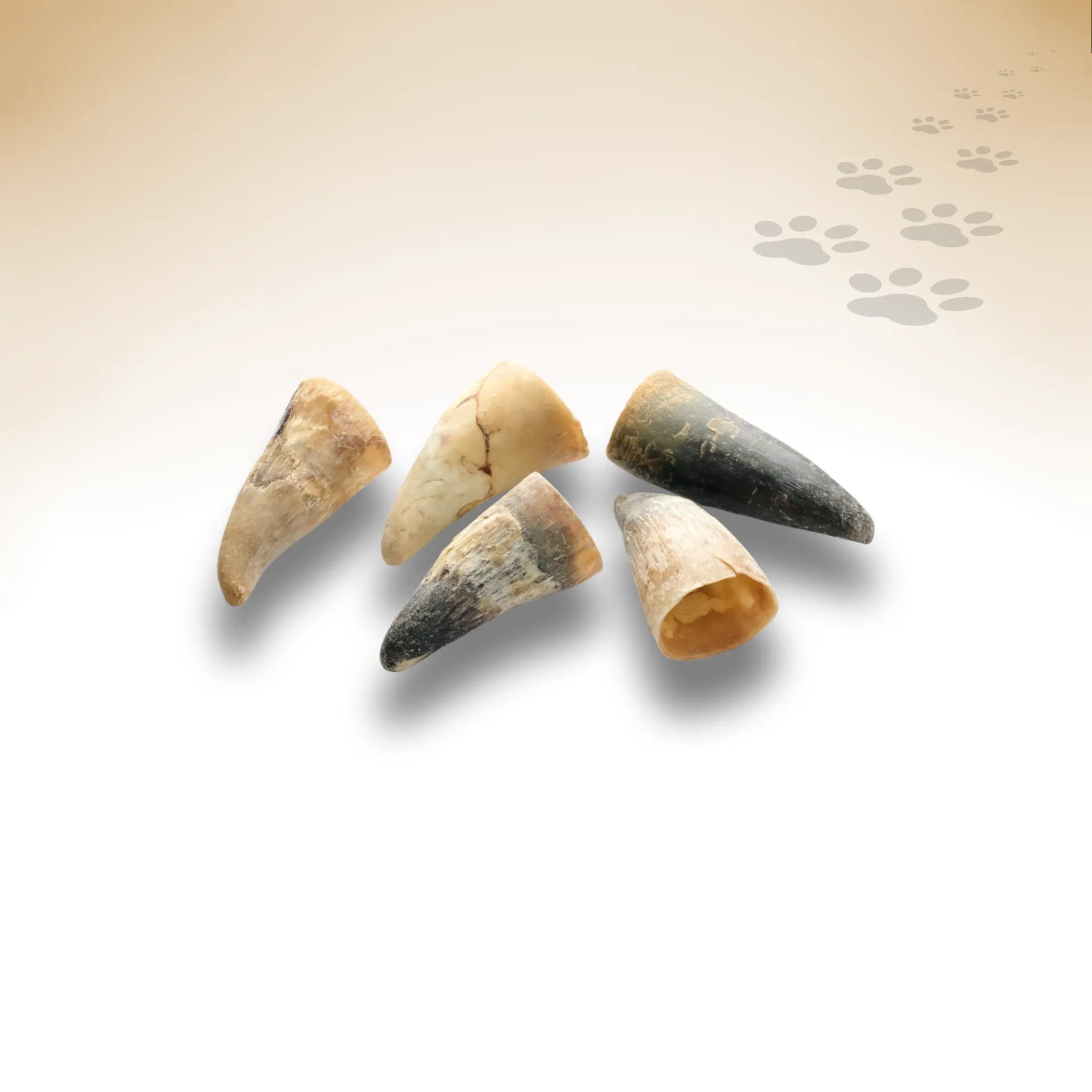 Rinder Horn Rinder Horn