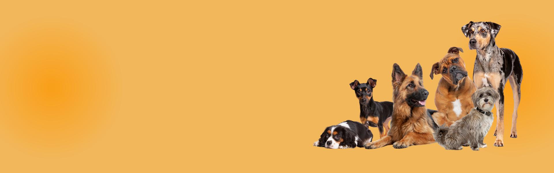 Hintergrund Banner Kaninchen Juli Aktion