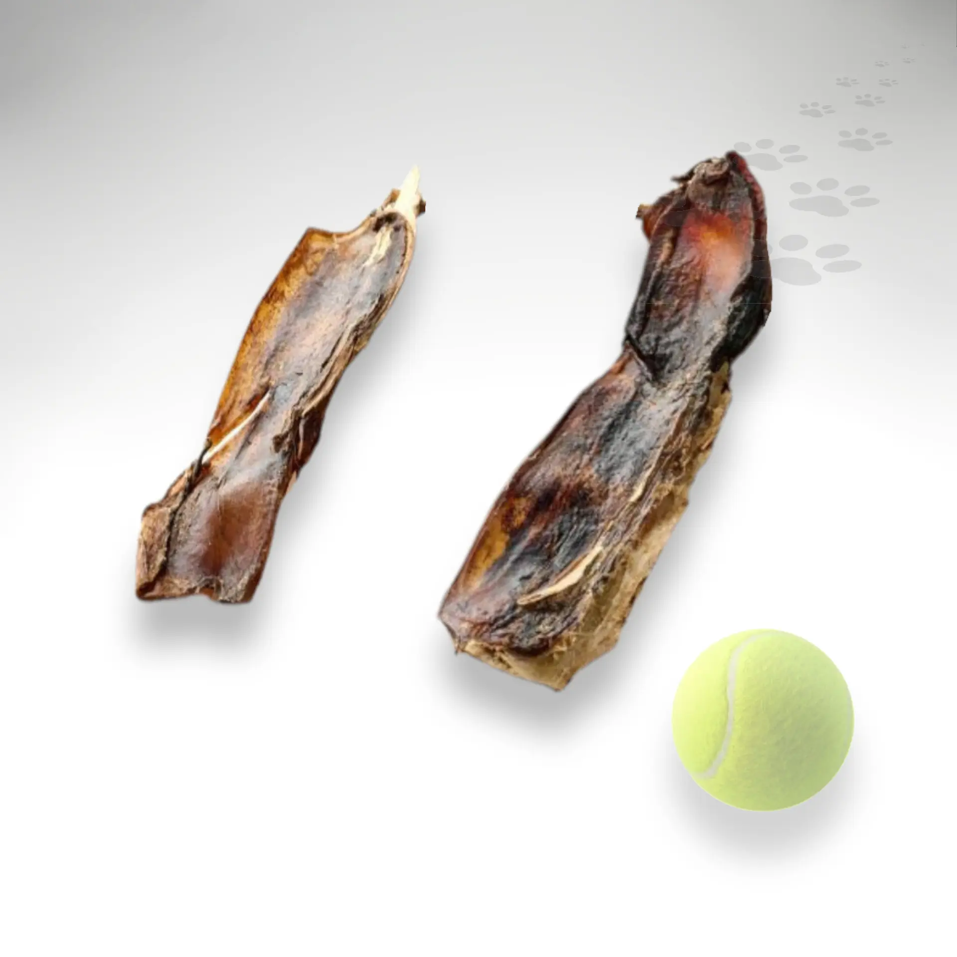 Pferde Nasenknochen Pferde Nasenknochen